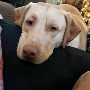 Meet your Posher, Blake